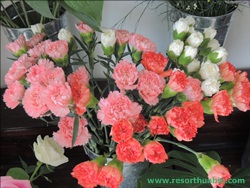ҹ͡Թ Shanel LK Flower Hua Hin Thailand